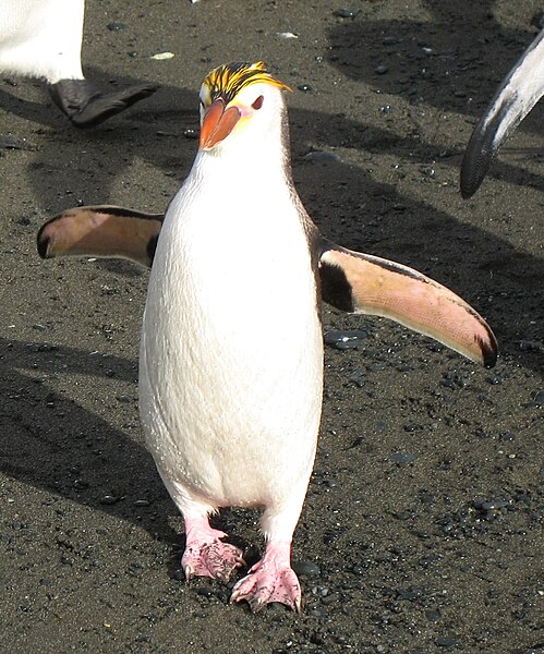 File:RoyalPenguins2.JPG