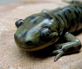 A salamander