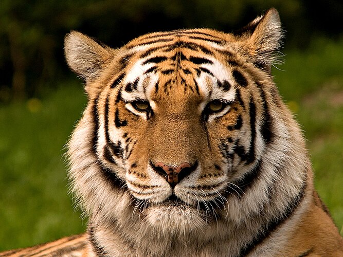 Амурский тигр (Panthera tigris altaica)