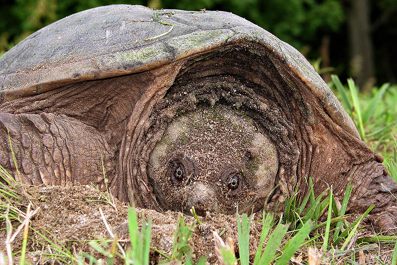 File:Snapping turtle 3 md.jpg