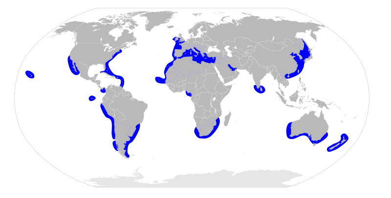 File:Sphyrna zygaena distribution map.svg