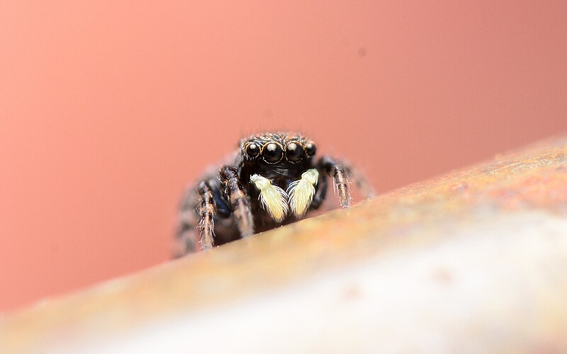 File:Talavera minuta female face.jpg