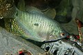 Three spot gourami (Trichopodus trichopterus)