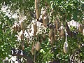 Leaves and fruit of tree on UCLA campus, Los Angeles, California, USA.