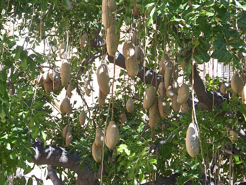 File:Ucla sausagetree leavesandfruit.JPG