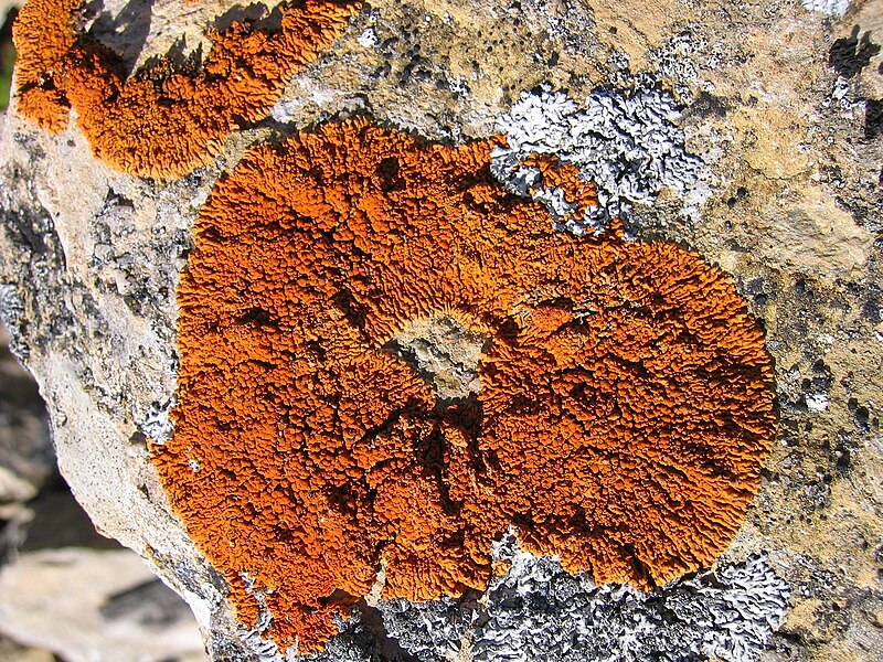 File:Xanthoria elegans.jpg