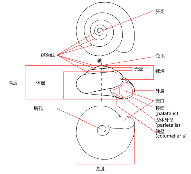 File:Zonitoides nitidus drawing zh.svg