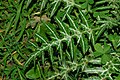 Leaf of Galactites tomentosus