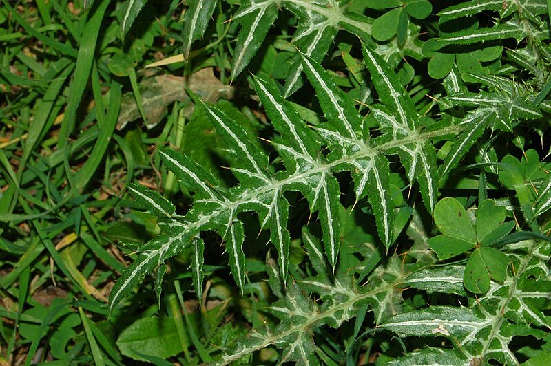 File:Asteraceae - Galactites tomentosa-4.JPG