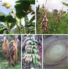 Symptoms of Banana Xanthomonas wilt