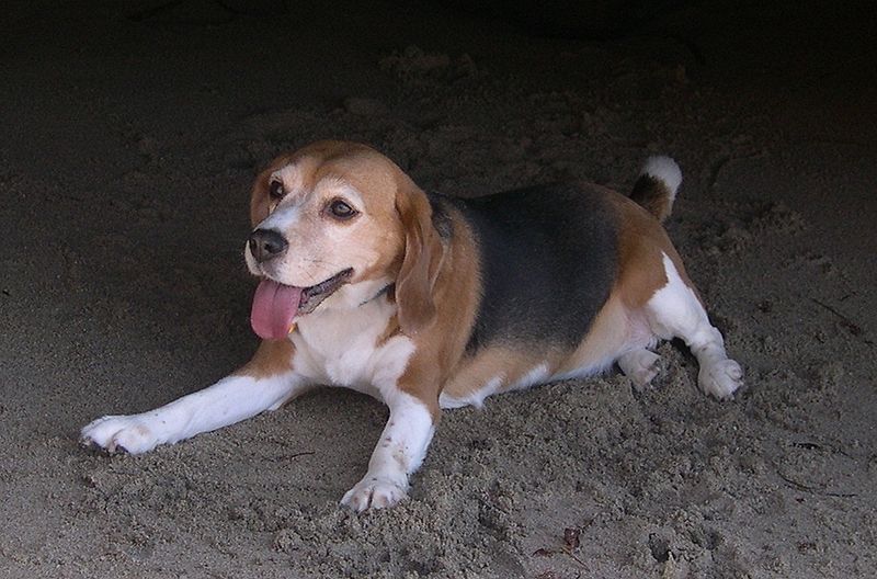 File:Beagle1.jpg