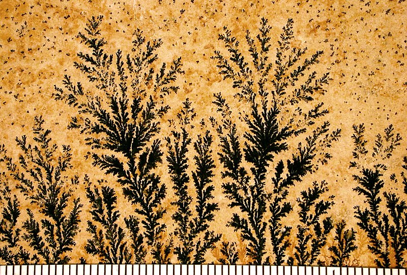 File:Dendrites01.jpg