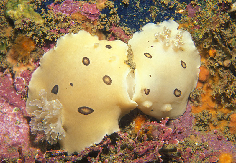 File:Diaulula sandiegensis mating.jpg