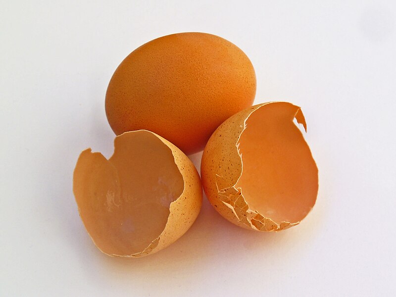 File:Eggshell 001.jpg