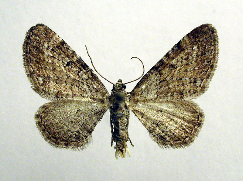 File:Eupithecia pernotata.jpg