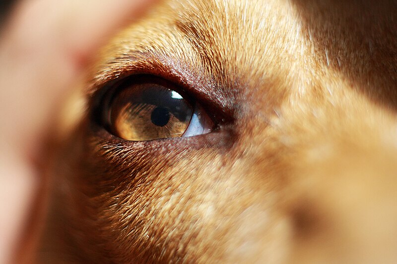 Archivo:Eye of a dog.jpg