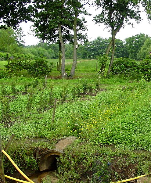 File:FloodIrrigationDrainedbyDitchinRainSaison.jpg