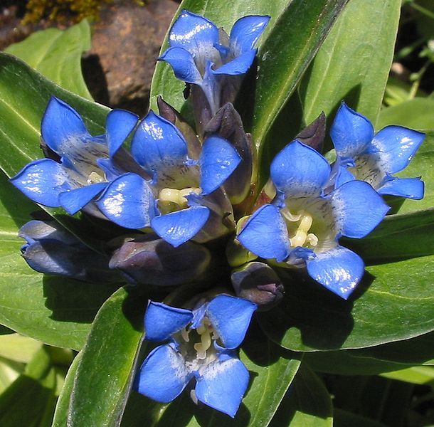 Файл:Gentiana cruciata 2.jpg