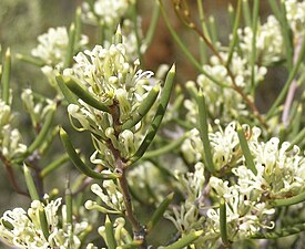 Цветущая Hakea obliqua близ озера Монгинап (Голдфилдс-Эсперанс, Западная Австралия).