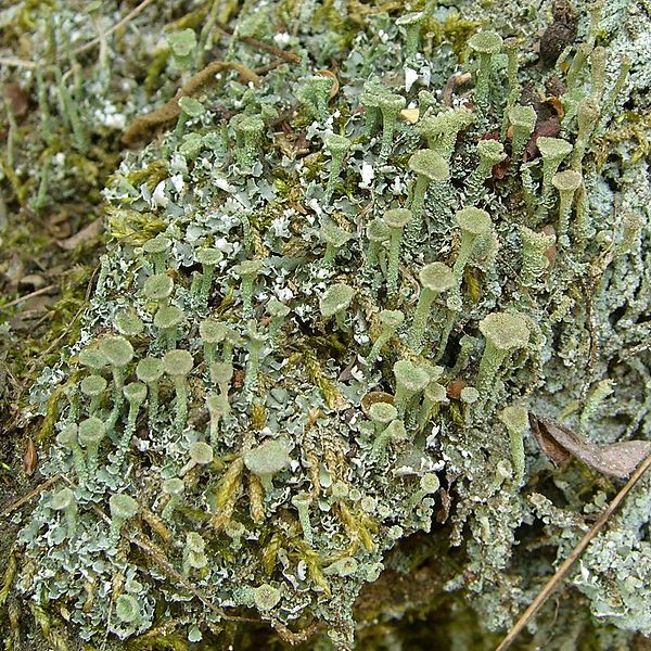 File:Hammers Cladonia (988125949).jpg