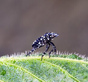 Spotted lanternfly early-instar nymph on a grape leaf