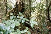 A sniper wearing a ragged ghillie suit among thick vegetation