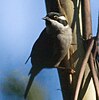 bird perched on vertical treetrunk