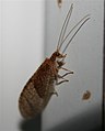 Brown Lacewing, Micromus posticus