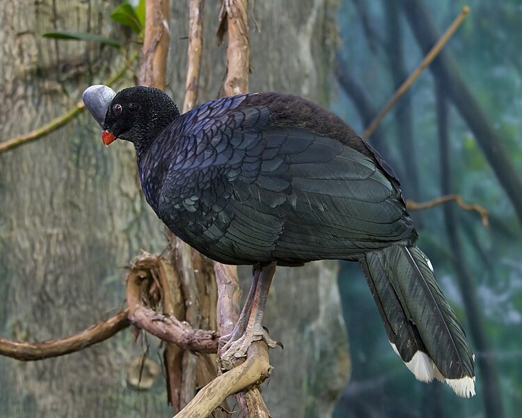 File:NorthernHelmetedCurassow02.jpg