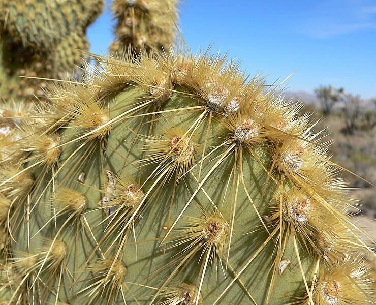 Файл:Opuntia chlorotica 4.jpg