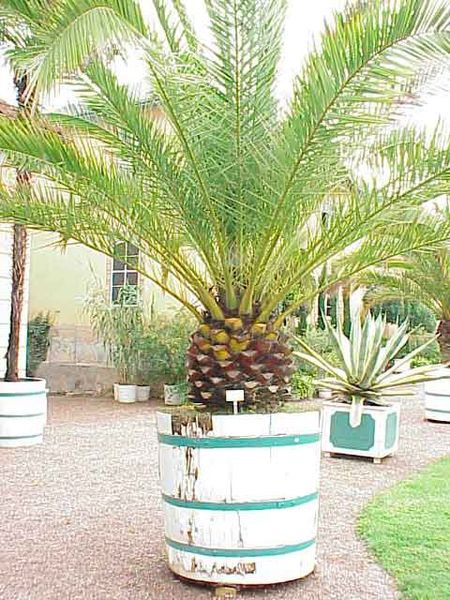 Archivo:Phoenix canariensis0.jpg