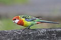 Juvenile of eastern rosella