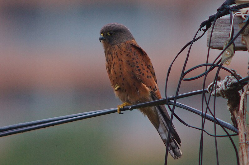 File:Rock Kestrel.jpg