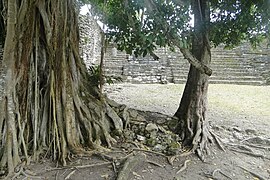 Ruins in jungles, Chacchoben