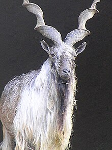 Markhor, Pakistan's national animal