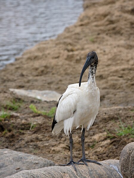 File:Tarangire Heiliger Ibis.jpg