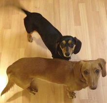 Two attentive short-haired dachshunds