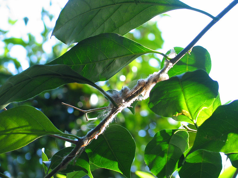 File:White-throated Gerygone Nesting 3.jpg