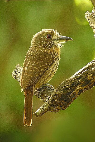 Archivo:White whiskered puffbird.jpg