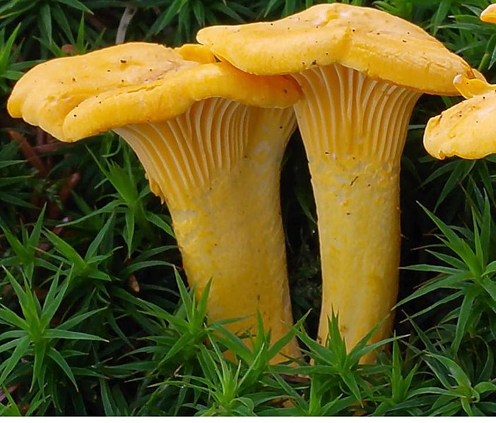 File:2007-07-14 Cantharellus cibarius2.jpg