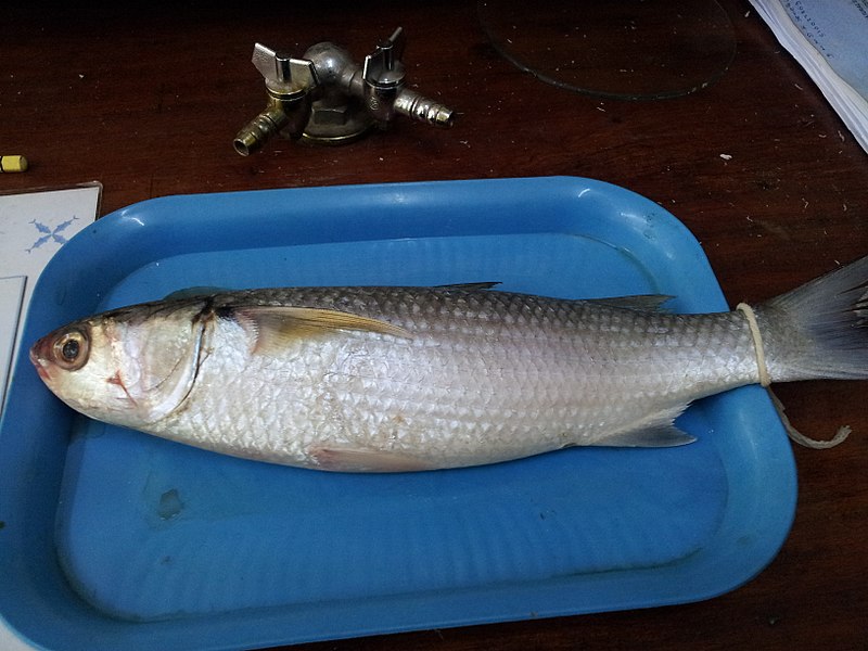 File:A preserved mullet.jpg