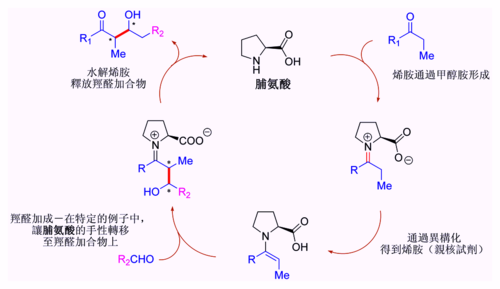 假定的脯胺酸催化的羥醛反應機理