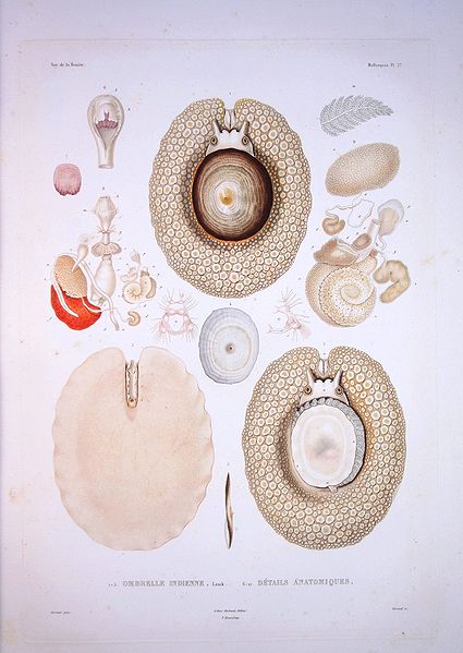 File:Bonite-mollusques-pl27.jpg