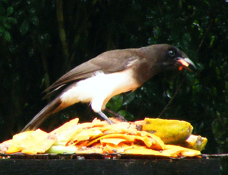 Archivo:Brown Jay in Belize.jpg