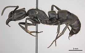 Муравей Pachycondyla crassinoda