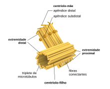 Centriole pt.svg