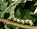 Larva