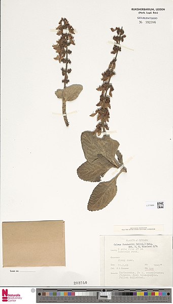 File:Coleus forskohlii.jpg