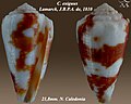 Conus exiguus Lamarck, J.B.P.A. de, 1810