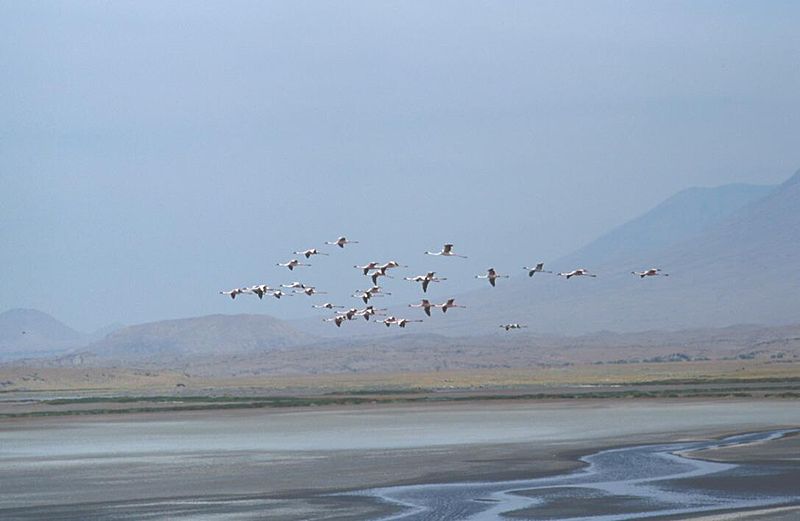 Archivo:Flamingos lake natron.jpg